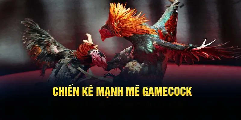 Chiến kê mạnh mẽ Gamecock