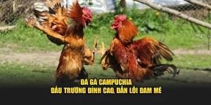 Đá gà Campuchia