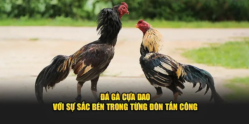 Đá gà cựa dao với sự sắc bén trong từng đòn tấn công