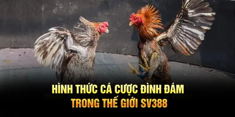 Hình thức cá cược đình đám trong thế giới SV388