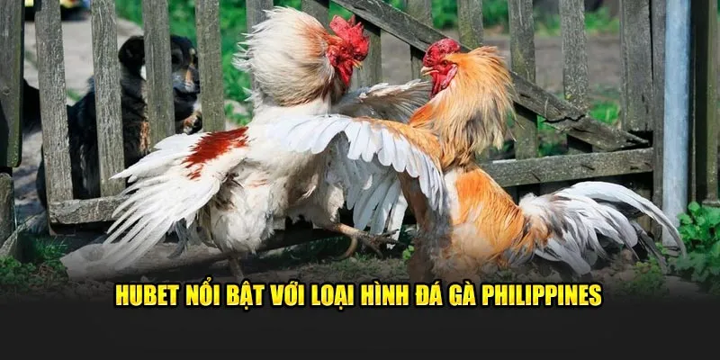 HUBET nổi bật với loại hình đá gà Philippines