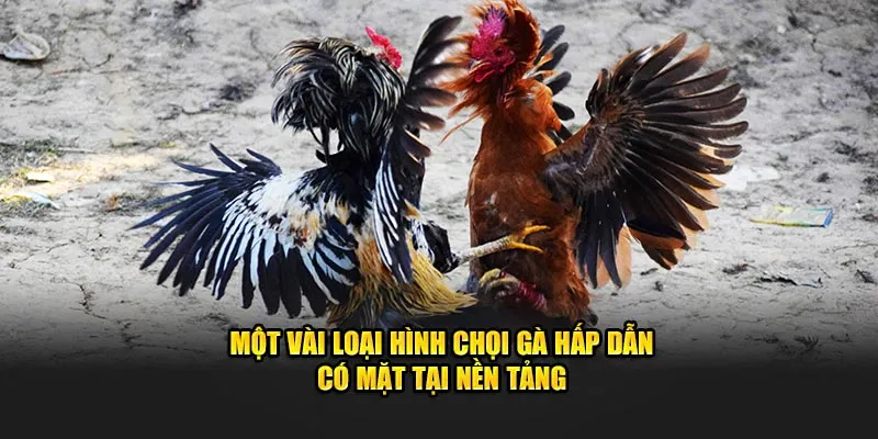 Một vài loại hình chọi gà hấp dẫn có mặt tại nền tảng