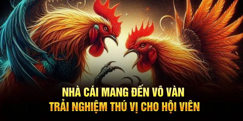 Nhà cái mang đến vô vàn trải nghiệm thú vị cho hội viên