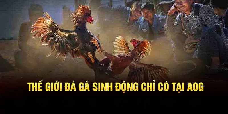 Thế giới đá gà sinh động chỉ có tại AOG