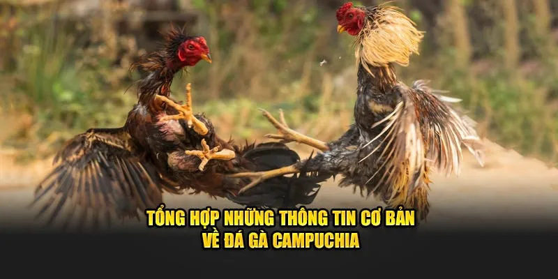 Tổng hợp những thông tin cơ bản về đá gà Campuchia