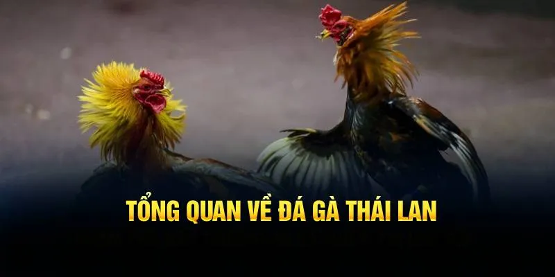 Tổng quan về đá gà Thái Lan