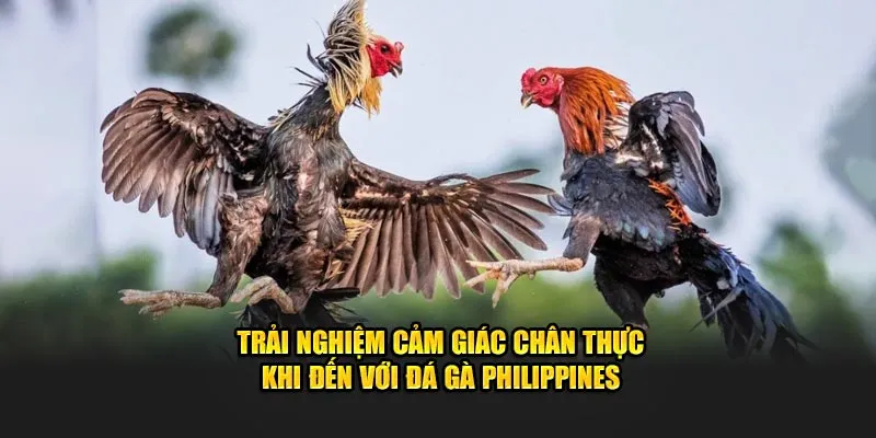 Trải nghiệm cảm giác chân thực khi đến với đá gà Philippines