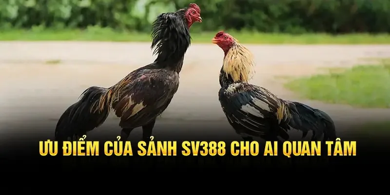 Ưu điểm của sảnh SV388 cho ai quan tâm